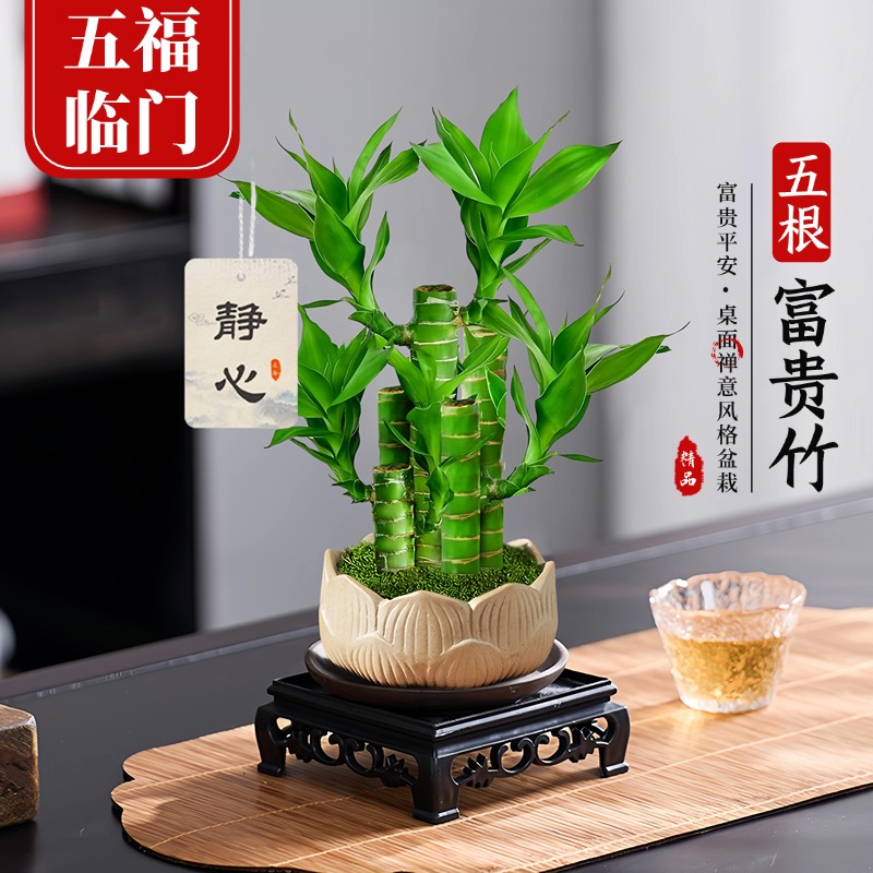 【五福临门】五根富贵竹盆栽中式禅意绿植物办公室内招财步步高升
