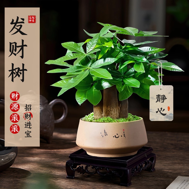 发财树小盆栽盆景办公室桌面绿植室内植物客厅花卉懒人四季好养活