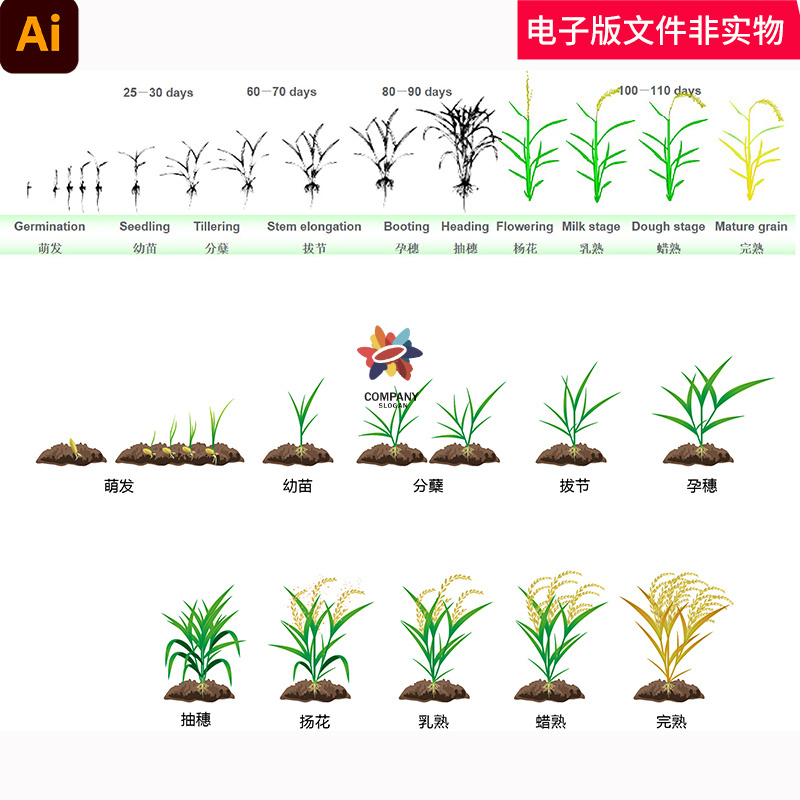 水稻生长过程水稻种子发芽萌发扎根幼苗分蘖拔节孕穗抽穗素材模板