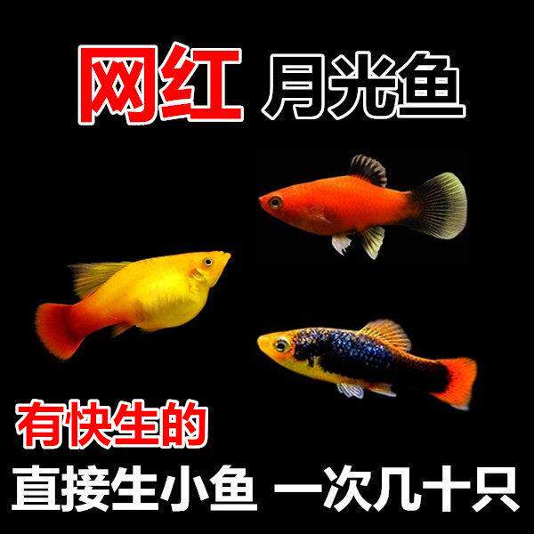 月光鱼 好养黑尾月光 蓝月光胎生鱼直接下小鱼热带鱼活体宠物包邮