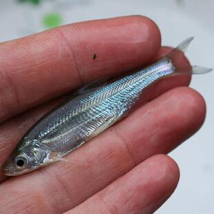 翘嘴鱼苗淡水养殖食用鲜活白刁子鲌白鱼大型凶猛路亚米级翘壳鱼苗
