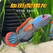梦幻冰火雷龙发色凶猛漂亮小型鱼 血斑一型 血斑雷龙1型 血一雷龙