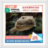 毛毛狗头斑马金钱河豚潜水艇精品好养淡水活体凶猛热带观赏鱼特价