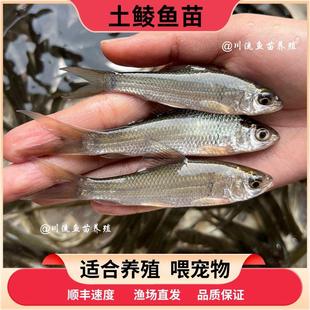 广东土鲮鱼苗麦穗淡水养殖喂金龙乌龟粮活体饲料活饵宠物活饲料