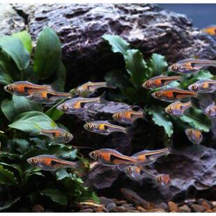 三角灯鱼正三角金三角紫三角小型鱼热带观赏鱼淡水鱼群游鱼活体