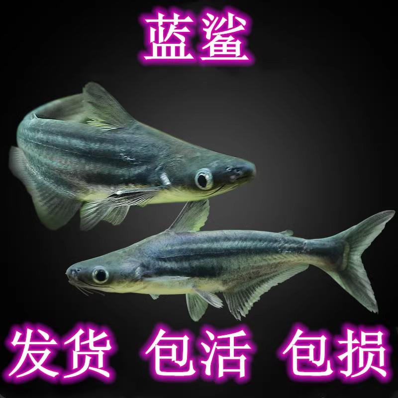 热带鱼观赏鱼大型鱼淡水鱼水族宠物鱼白化蓝鲨活体鱼鲨鱼大白鲨