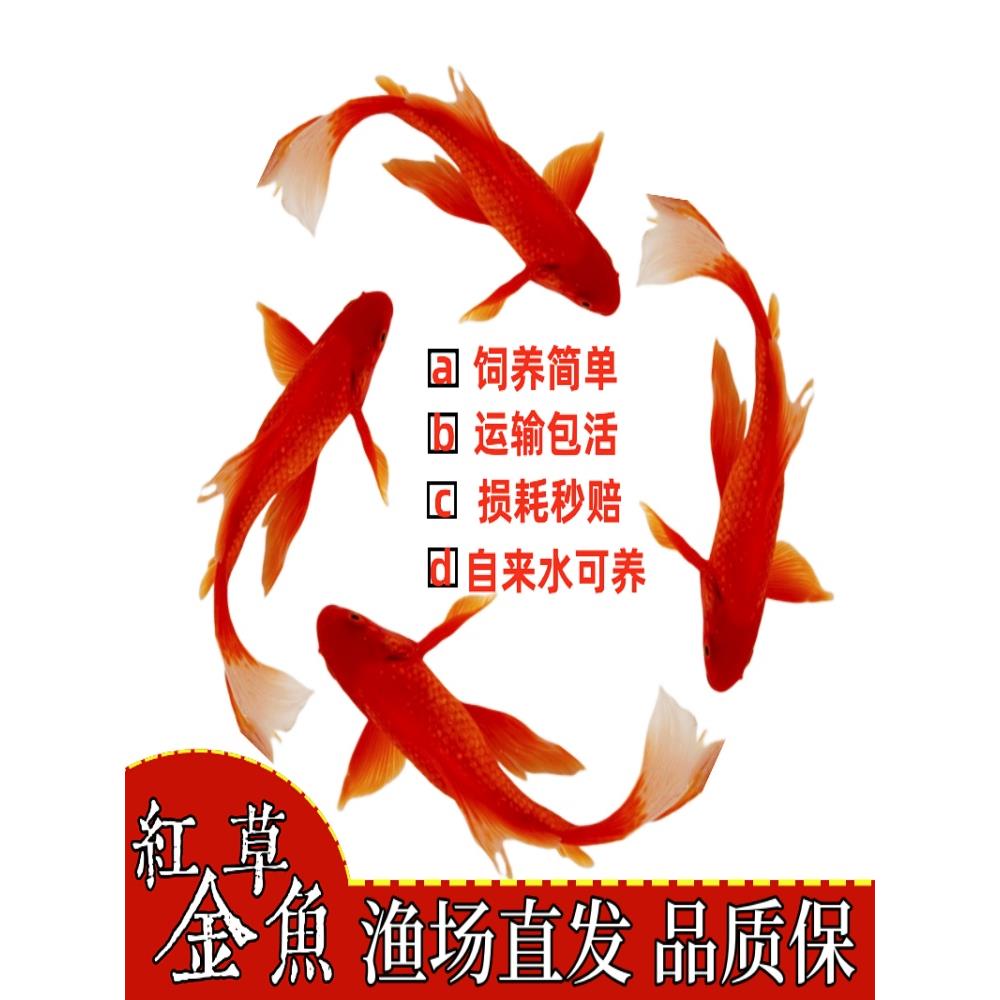 冷水小金鱼观赏鱼精品纯种锦鲤鱼小观赏鱼耐活冷水鱼苗红草鱼鱼苗