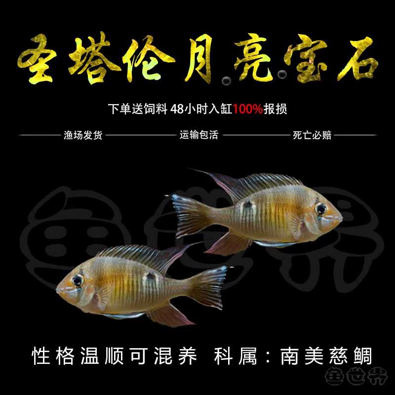 圣塔伦黄腹月亮宝石南美慈鲷温顺易养原生食土鲷热带鱼观赏鱼活体