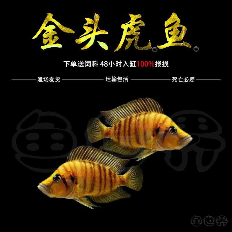 三湖慈鲷鱼坦鲷金头虎鱼黄金虎黑喷虎白喷虎柠檬虎橙虎热带鱼活体