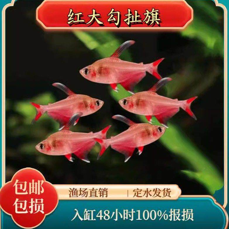 红大勾扯旗鱼红衣梦幻旗白翅玫瑰草缸南美缸群游热带小型观赏鱼,宠物/宠物食品及用品,观赏鱼饲料,淘宝优惠券,粉丝福利购,淘宝优惠卷