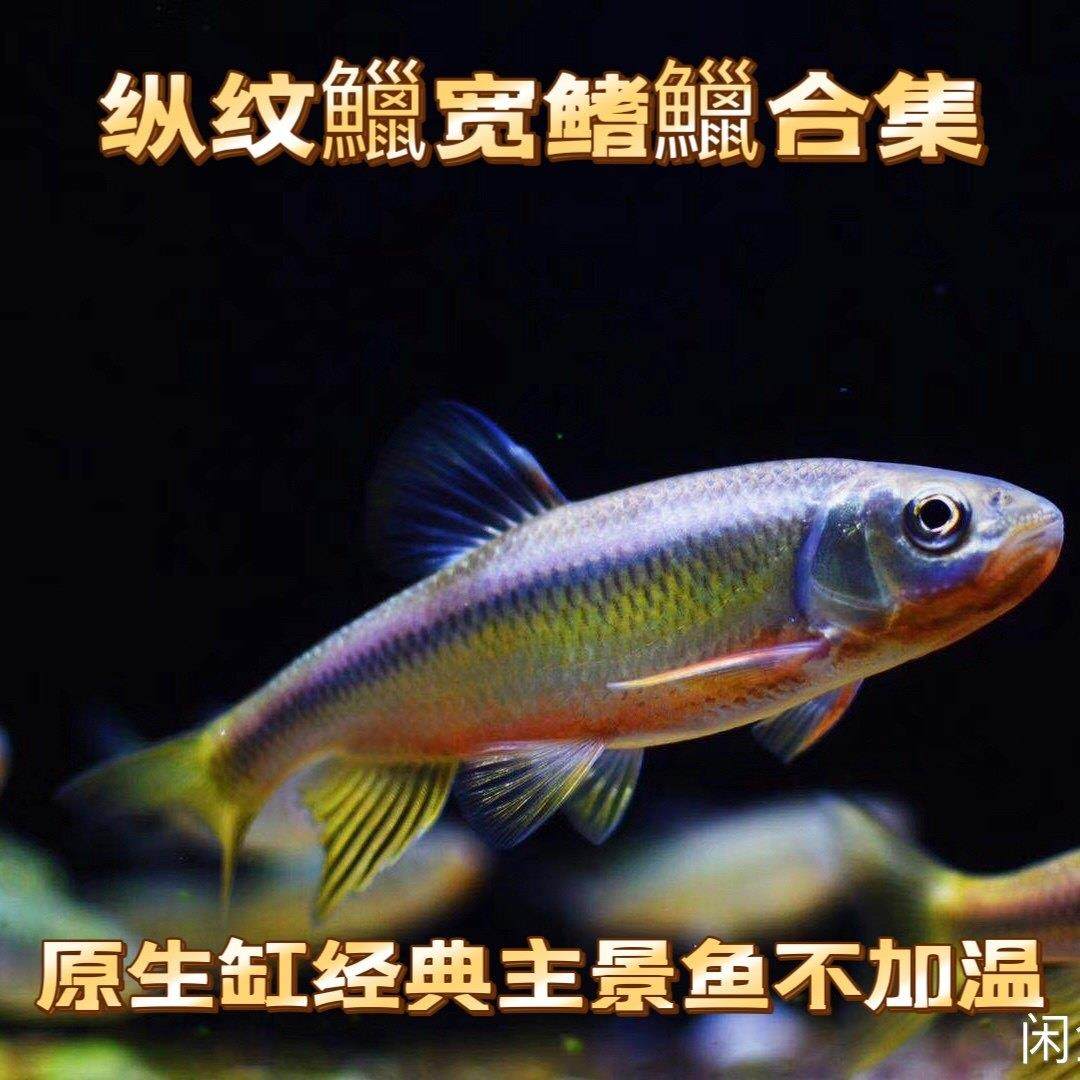 纵纹鱲冷水鱼马口观赏鱼原生鱼桃花旁皮虾虎鱼长鳍鱲北宽鳍鱲异鱲,宠物/宠物食品及用品,观赏鱼饲料,淘宝优惠券,粉丝福利购,淘宝优惠卷