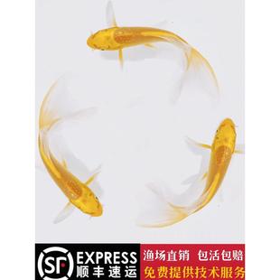 纯种锦鲤鱼活鱼冷水淡水鱼苗观赏鱼金鱼小型好养耐活黄金龙凤锦鲤