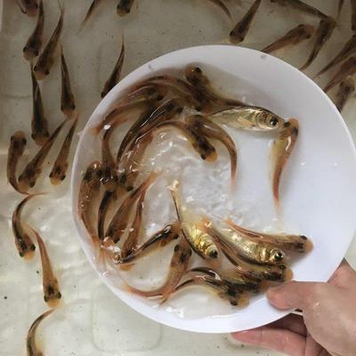 金大头鱼苗花鲢鱼鳙鱼胖头鱼苗观赏鱼养殖水活体大型鱼可食用