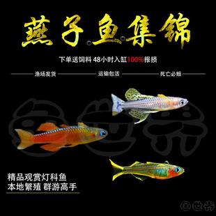霓虹燕子鱼橘翅珍珠燕子高档鱼观赏鱼橘红燕子群游活体热带鱼包邮