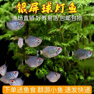 银屏灯鱼小球灯红眼皮球灯观赏鱼热带鱼小型灯淡水鱼活体灯科鱼
