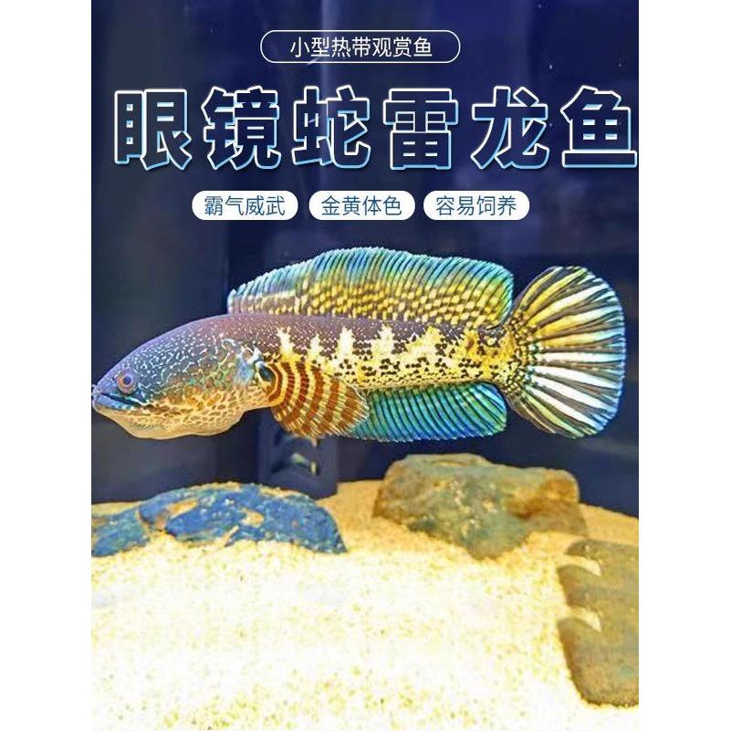 黄金眼镜蛇雷龙 淡水鱼 易养耐活幻红鬼王幻蓝七彩火背阿萨姆奶茶