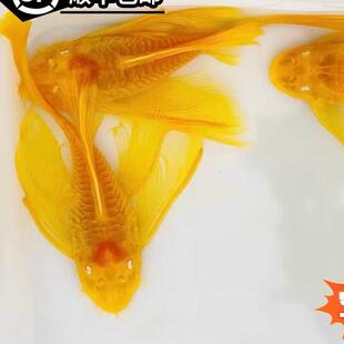 黄金大帆鱼缸清道夫淡水热带观赏鱼鱼苗清缸除藻小型鱼红蓝眼随机
