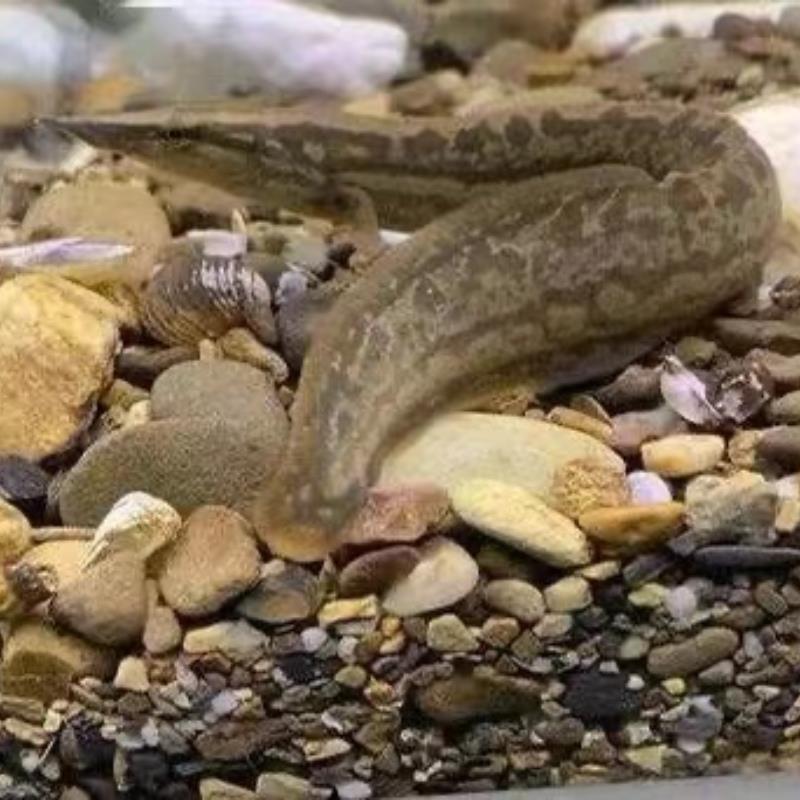 中华刺鳅观赏原生冷水鱼耐活好养无需加温刺鳅观赏鱼溪流底层鱼
