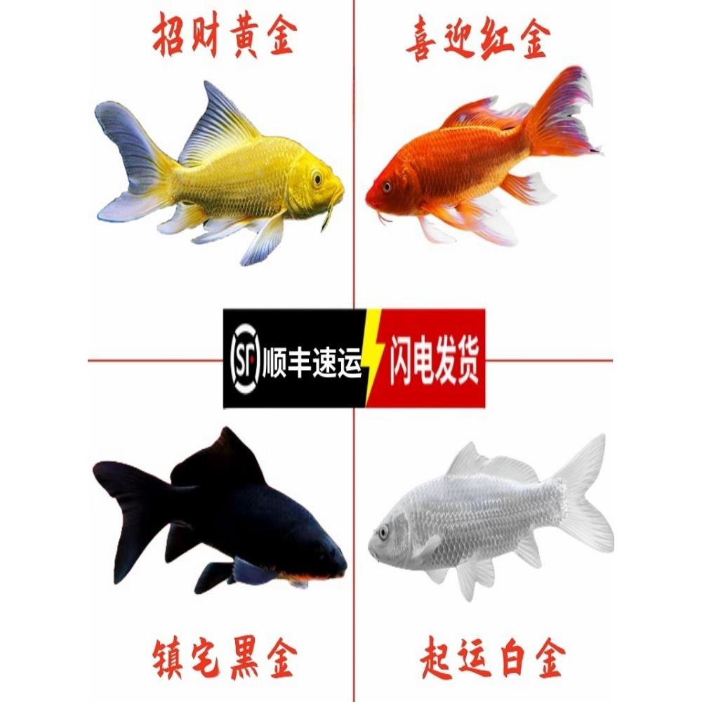 冷水锦鲤鱼活鱼观赏鱼纯种大型红白淡水好养耐活金鱼红鲤鱼小鱼苗