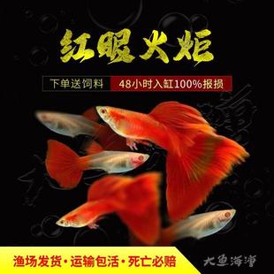 红眼火炬孔雀鱼纯种凤尾鱼直接生小鱼待产下崽狂魔胎生好养耐鱼苗