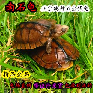 纯种南石龟苗 正宗石金钱大龟黄喉拟水龟 招财镇宅宠物深水龟活体