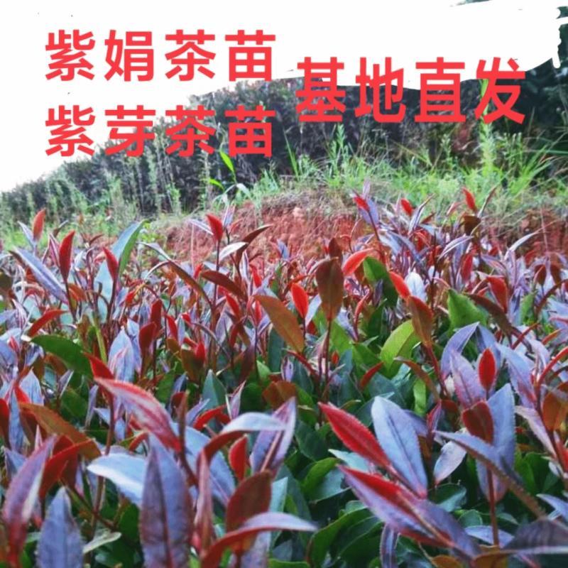 云南茶树苗金明池紫鹃