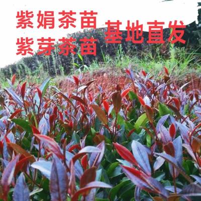 云南茶树苗金明池紫鹃