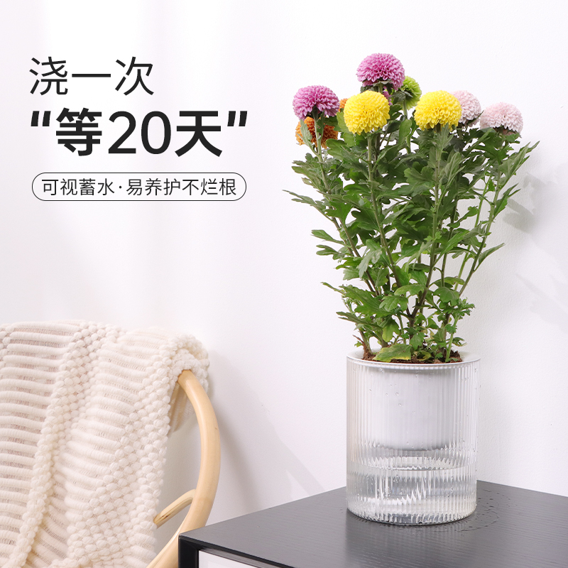 绿萝专用自动吸水花盆懒人植物水培容器皿家用免浇水种植盆器塑料