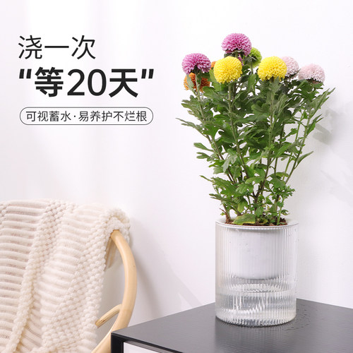 绿萝专用自动吸水花盆懒人植物水培容器皿家用免浇水种植盆器塑料