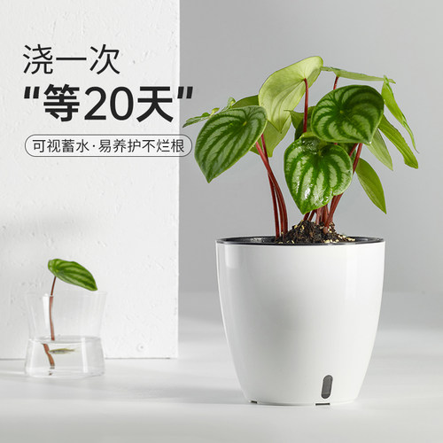 绿萝箩专用懒人花盆创意塑料