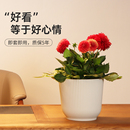 加仑外套盆塑料无孔花盆蝴蝶兰绿萝绿植装 饰盆简约室内大口径加厚