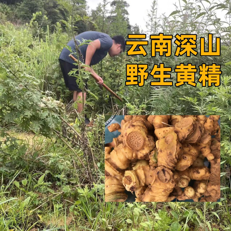 云南深山纯野生黄精农民自挖500克