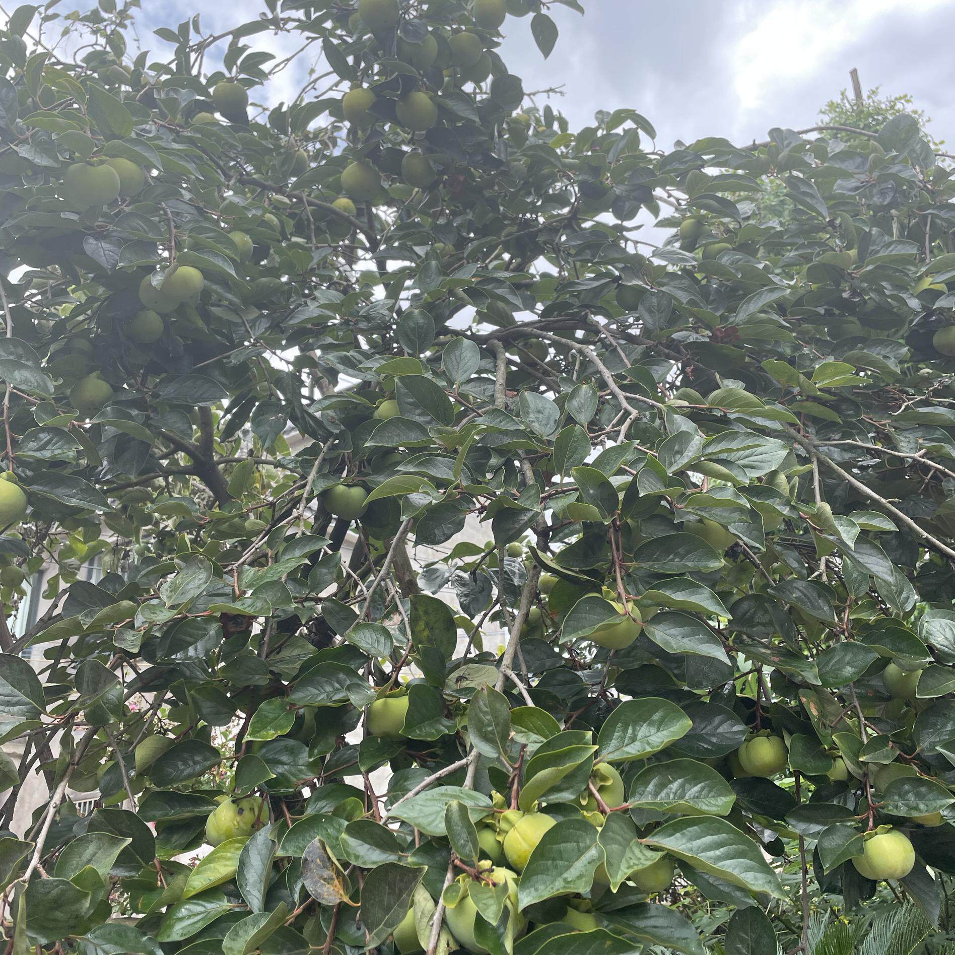 云南深山野生柿子叶500克（下单现摘）