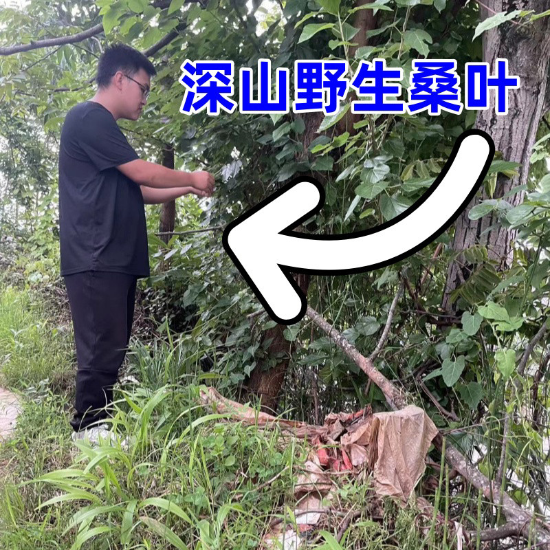 桑叶茶 老树霜后老桑叶茶野生桑叶茶500g霜桑叶茶