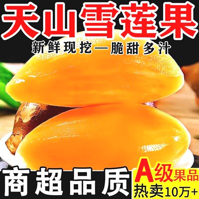 2026年今年新果天山雪莲果新鲜水果应当季云南孕妇雪连果整箱直发