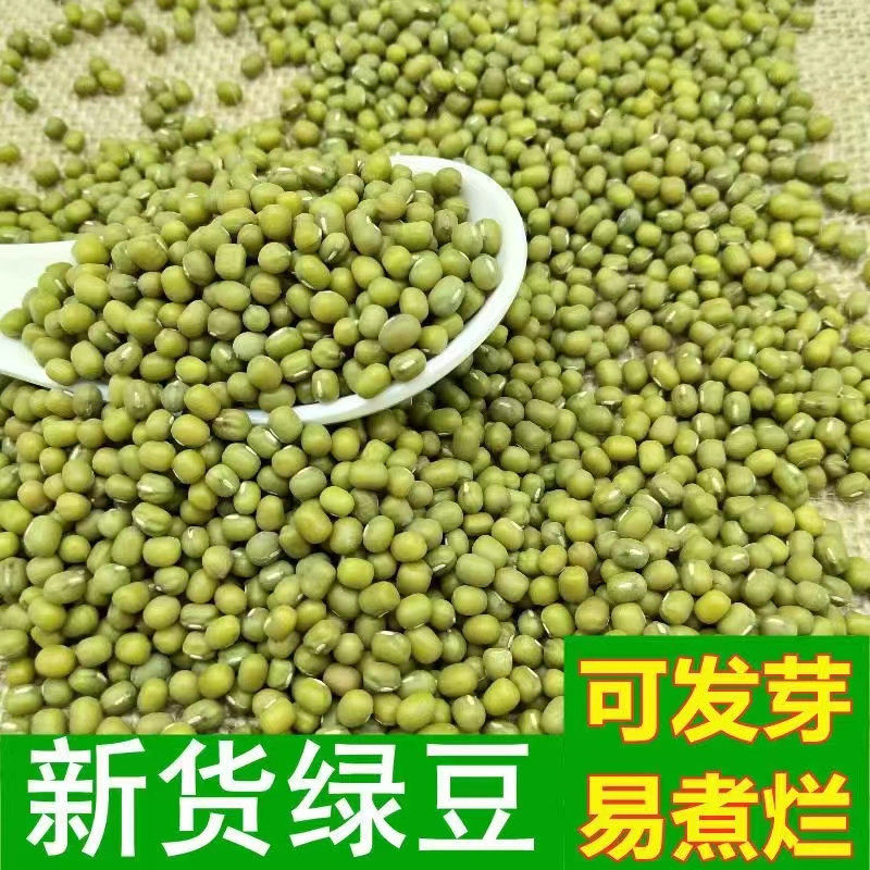 绿豆新货批发豆芽新鲜