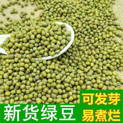 绿豆新货批发豆芽新鲜