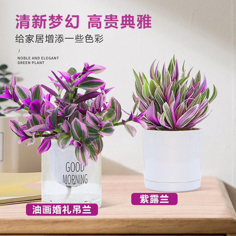 紫露兰油画婚礼吊兰盆栽水培植物室内办公室四季好养桌面绿植花卉