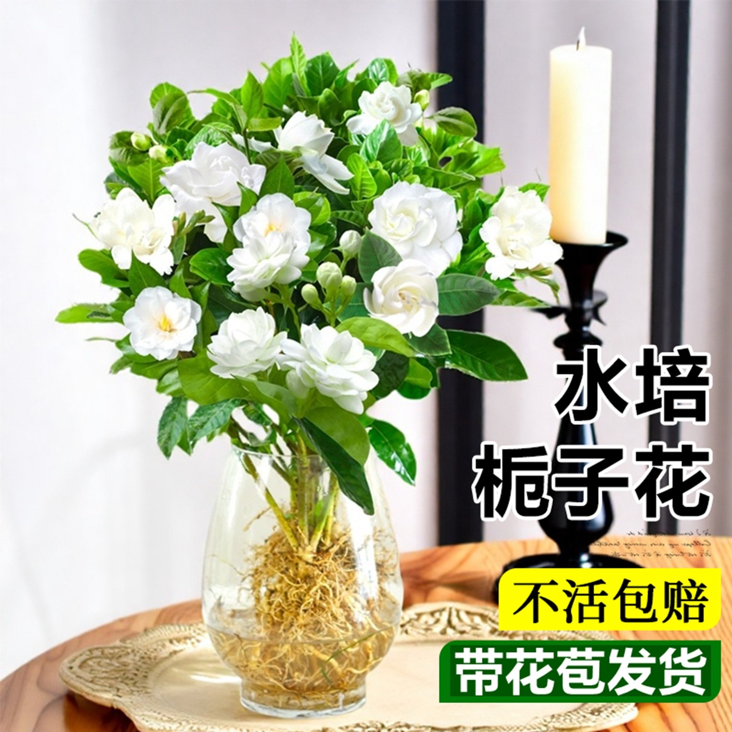 栀子花盆栽花卉水培植物室内绿植办公室好养带花苞鲜花四季常青