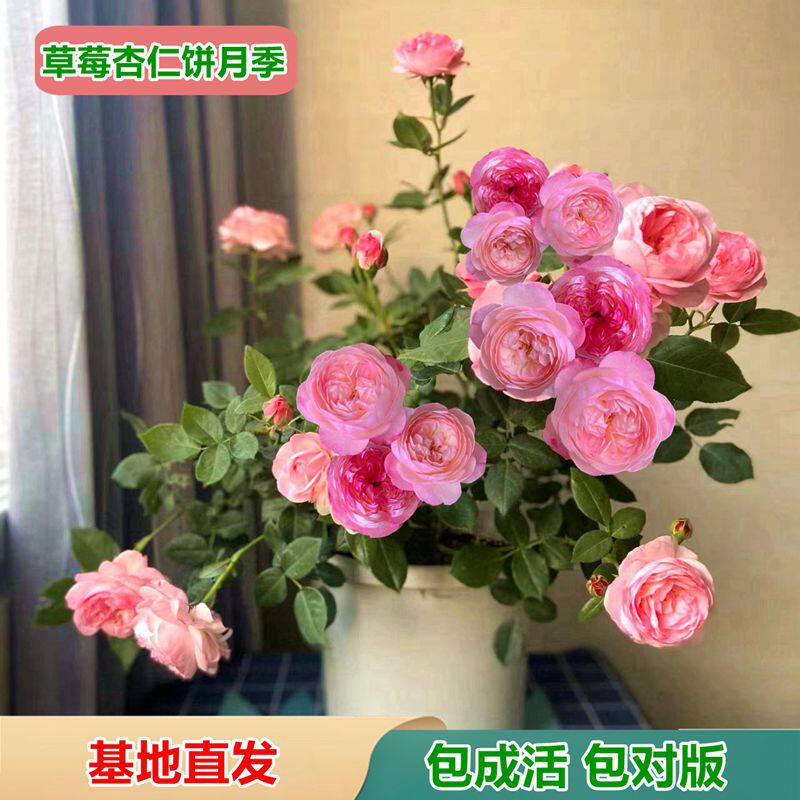 月季花苗果汁阳台四季开花特大花盆栽天荷繁星绒球门廊超微花卉