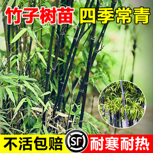 紫竹苗竹子苗庭院四季耐寒植物矮化观赏室外耐热竹子老根盆栽绿植