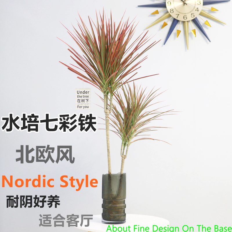 水培植物七彩铁水养盆栽带根老桩千年木马尾铁比马醉木吊钟好养