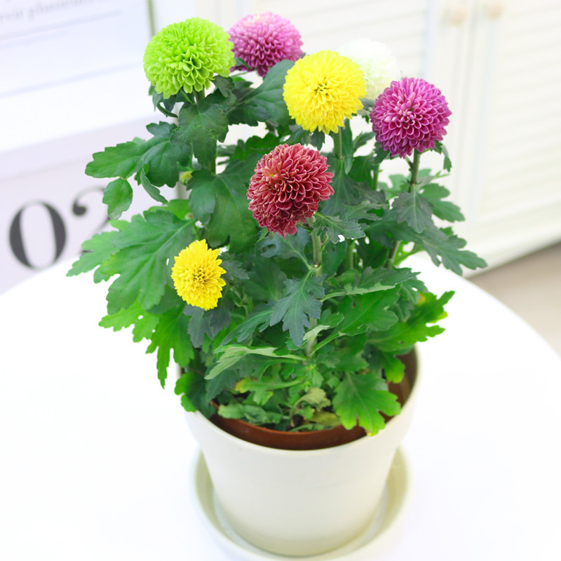 绿植乒乓菊室内盆栽带花苞菊花四季开花植物易活客厅阳台庭院花卉
