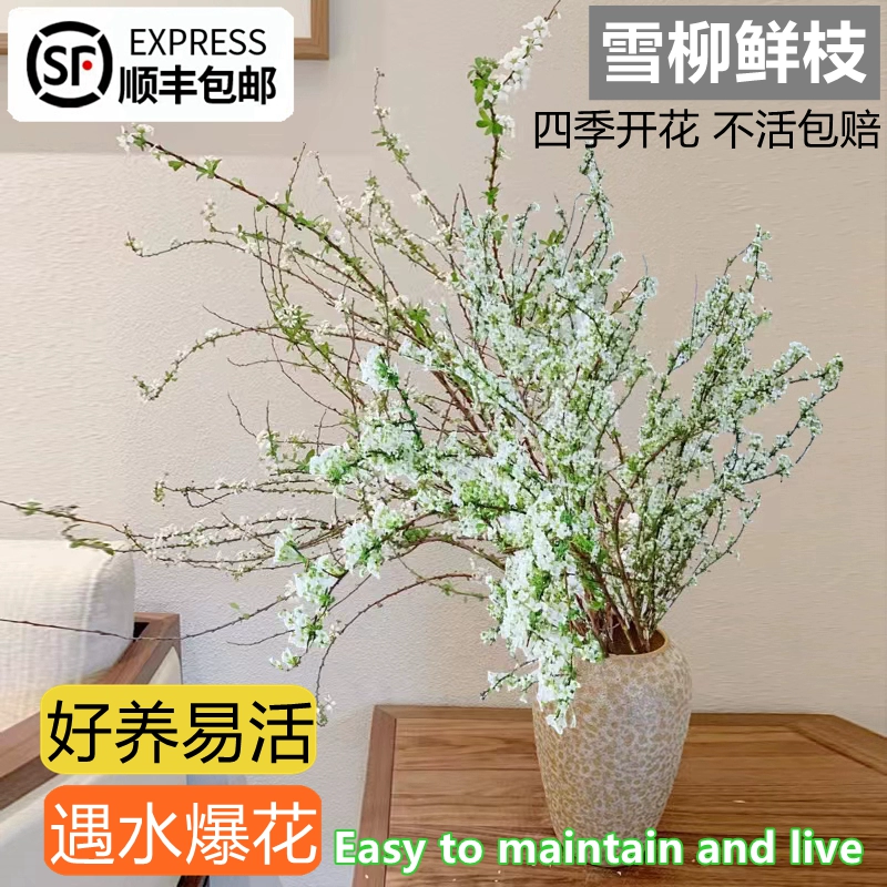 水培雪柳鲜枝客厅绿植