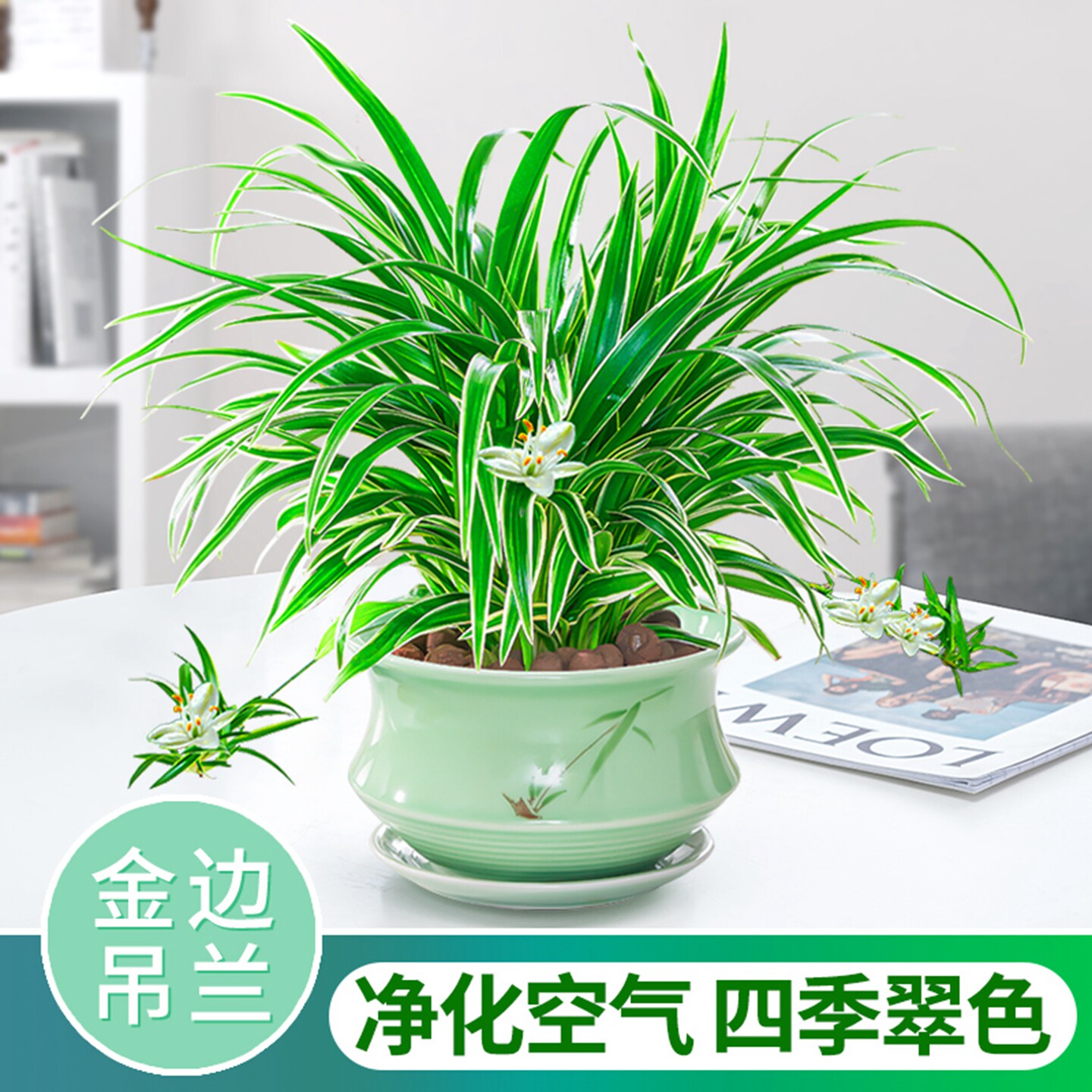 吊兰阳台客厅四季长期易活好养图片