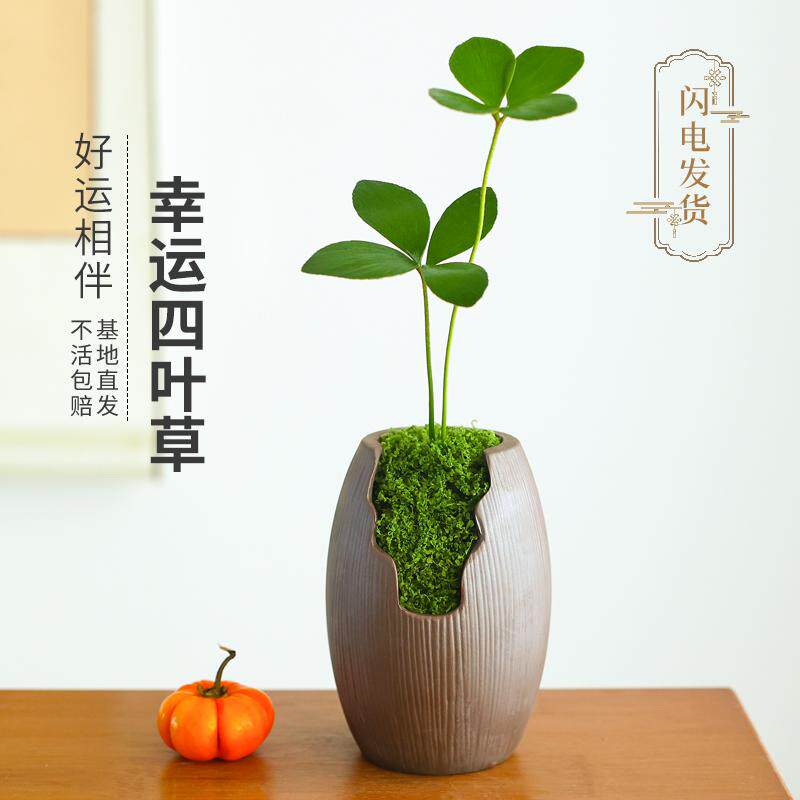 四叶草盆栽幸运草墨西哥铁树室内办公桌面绿植小盆景迷你好养植物