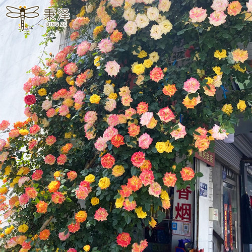 蔷薇花苗花量大耐寒花期长颜色多