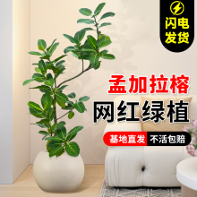 孟加拉榕黄金榕绿植室内大型花叶橡皮树客厅落地式室内大盆栽真花