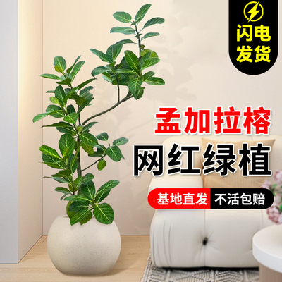 孟加拉榕黄金榕绿植室内大型花叶橡皮树客厅落地式室内大盆栽真花