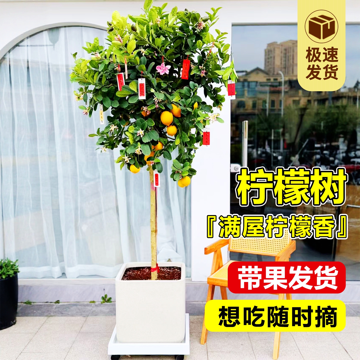 柠檬树苗盆栽带果客厅绿植